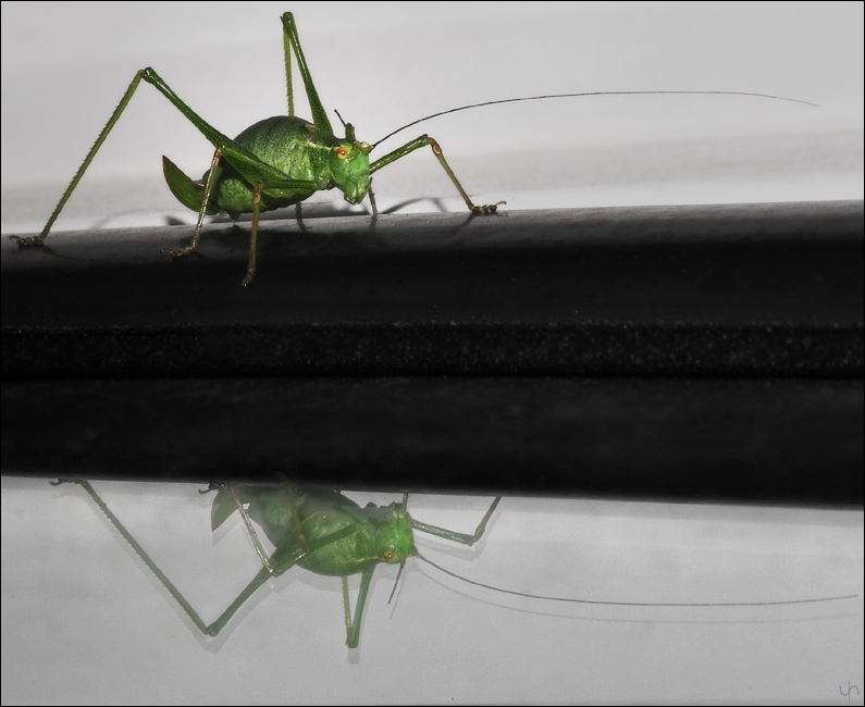 Hitchhiker