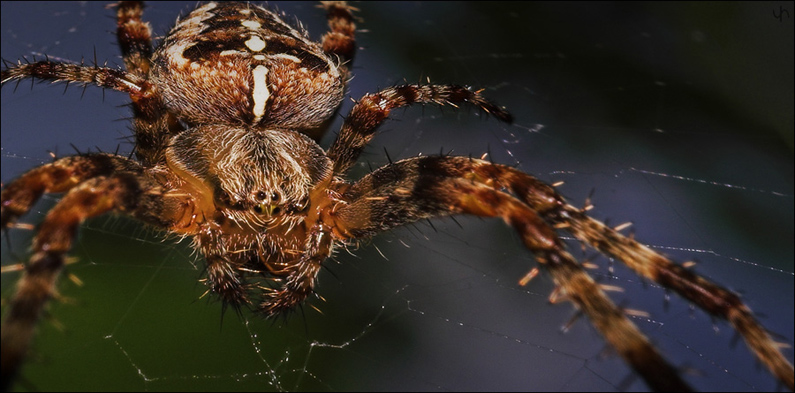 Garden Spider