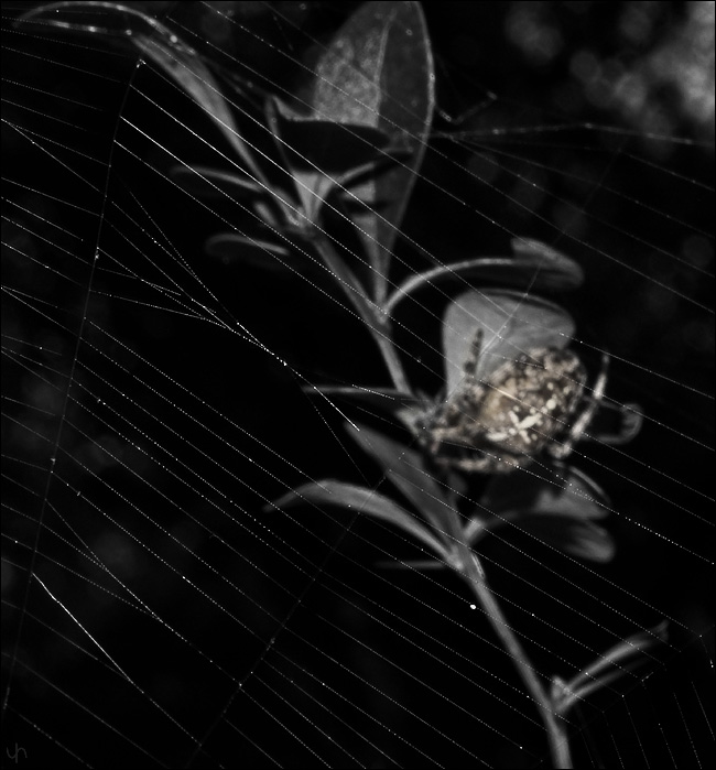 The Spiders Web