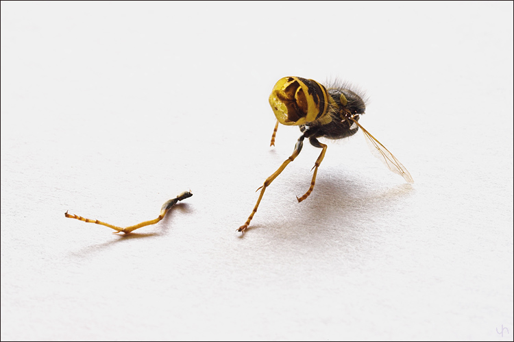 Half a Wasp