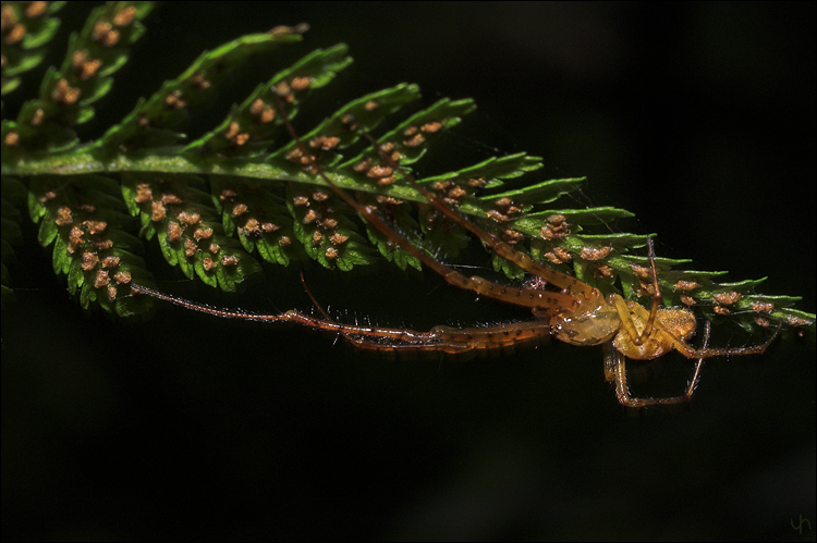 Young Spider
