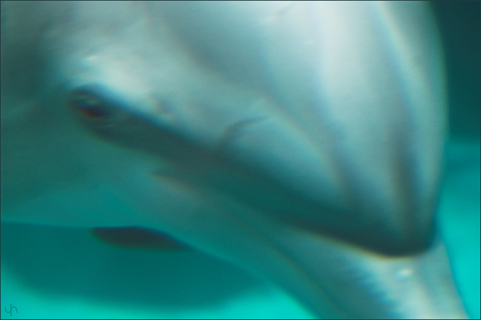 Dolfin