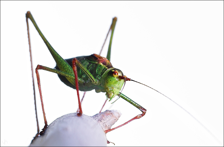 I Love Grasshoppers!