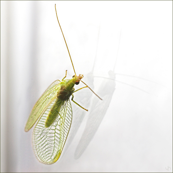 Reflections on a Lacewing