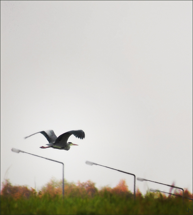 Grey Heron