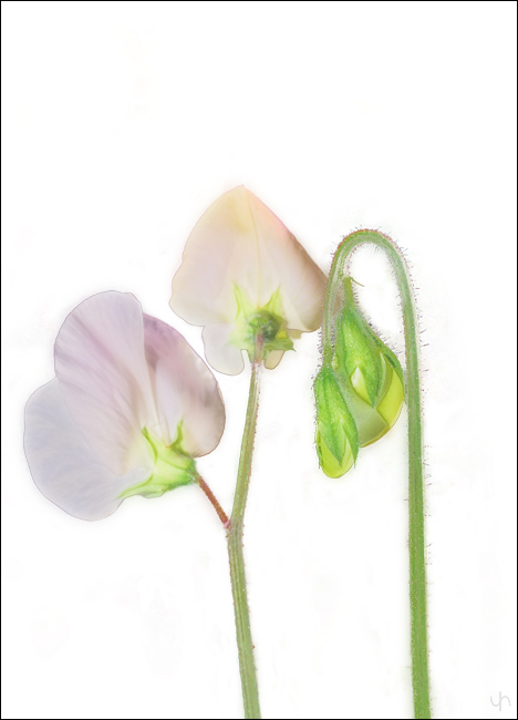 Everlasting pea (Lathyrus latifolius)