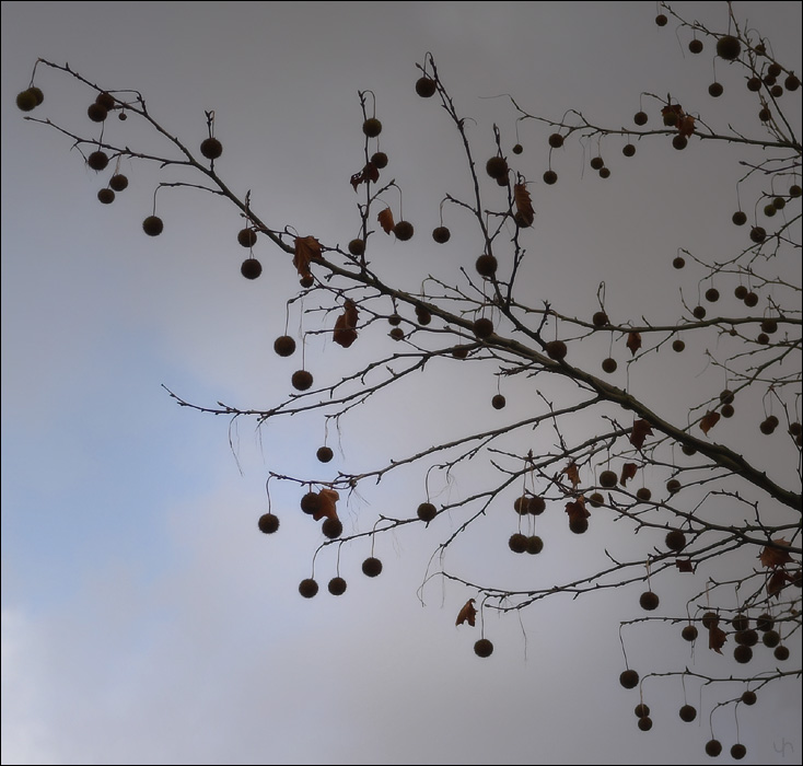 Tree Baubles