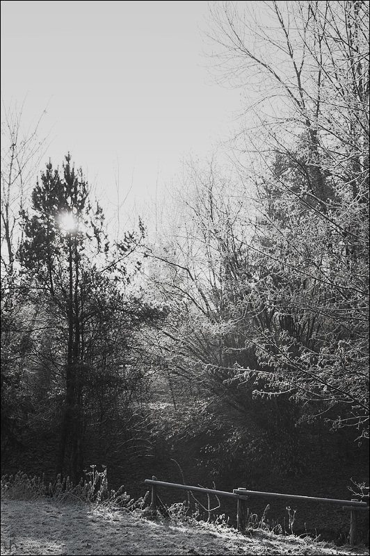 Winter Wonderland
