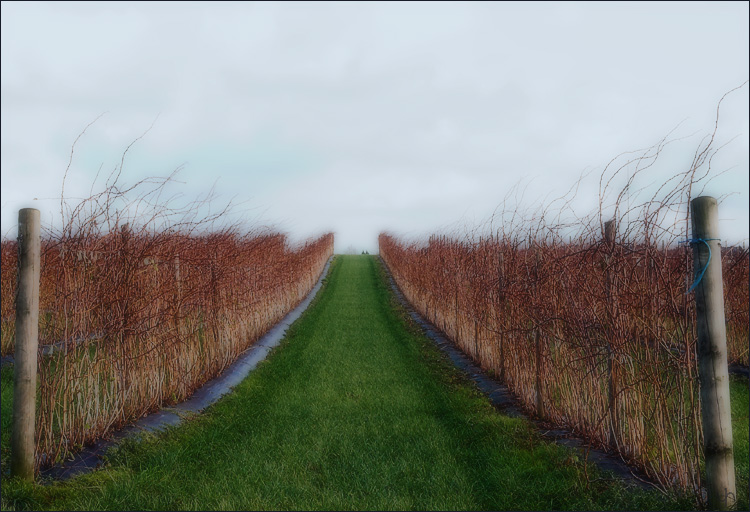 Winter Wine