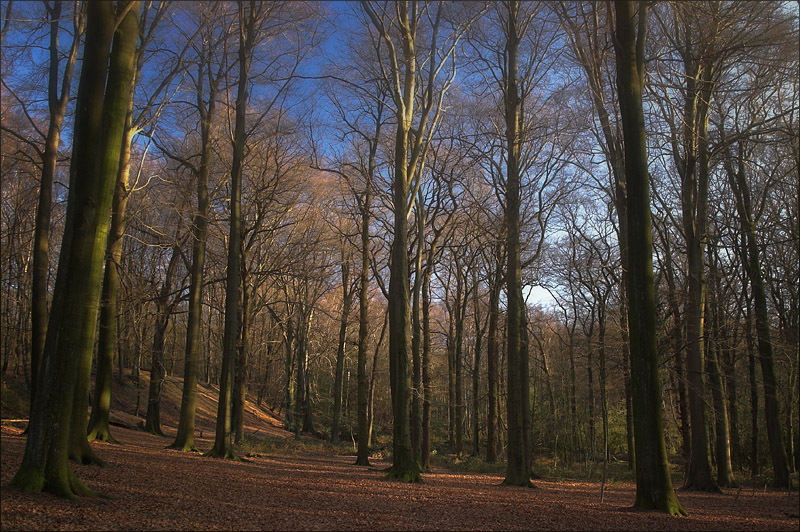 Forest Walk 2