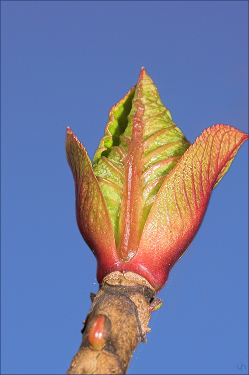 Hortensia Burgeon 1