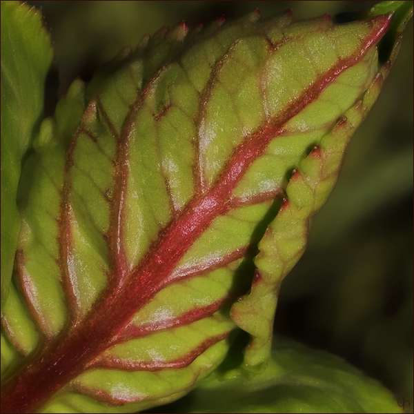 Hortensia Burgeon 2