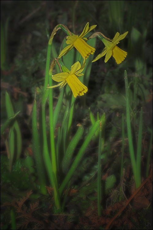 Daffodils