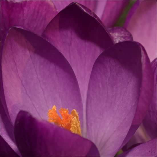 Another Crocus