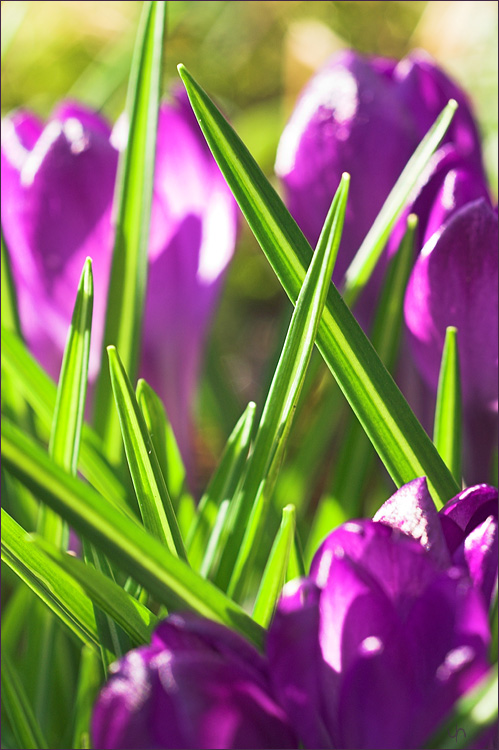 Crocus IXI