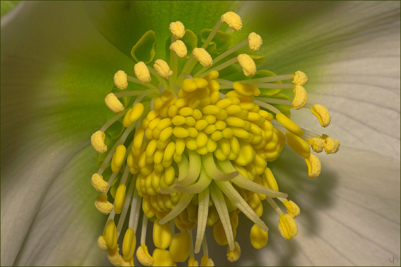 Helleborus Perfectus