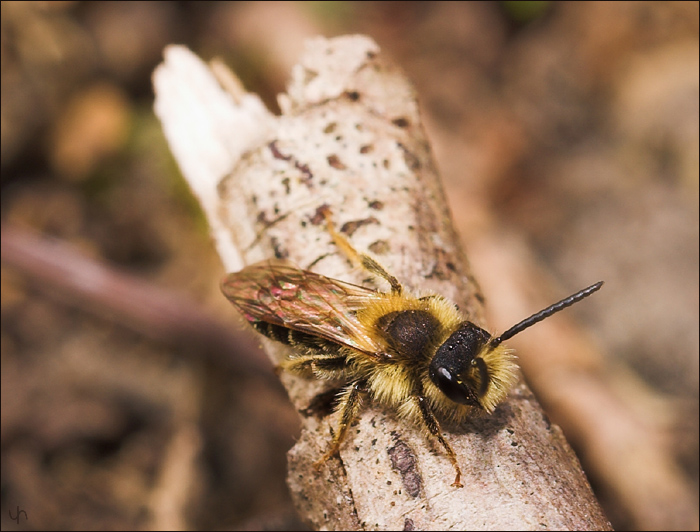 Baby Bee