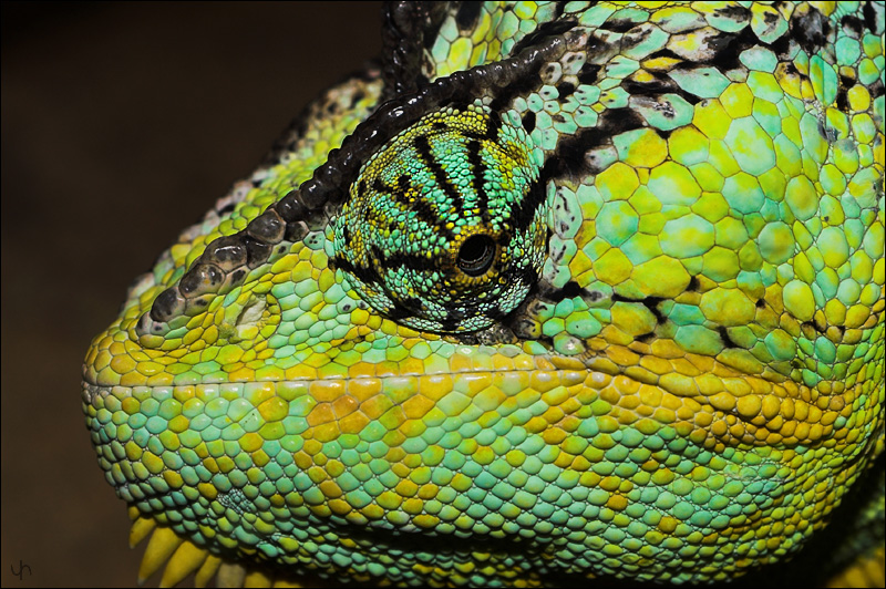 Veiled Chameleon (Chamaeleo calyptratus)