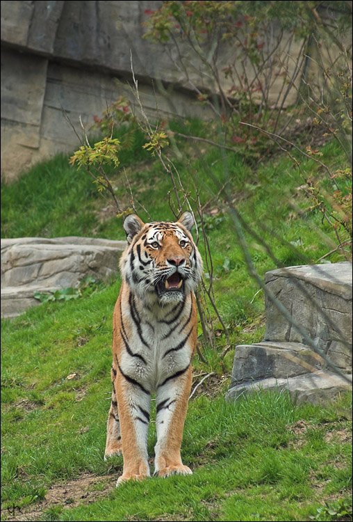 Tiger posing