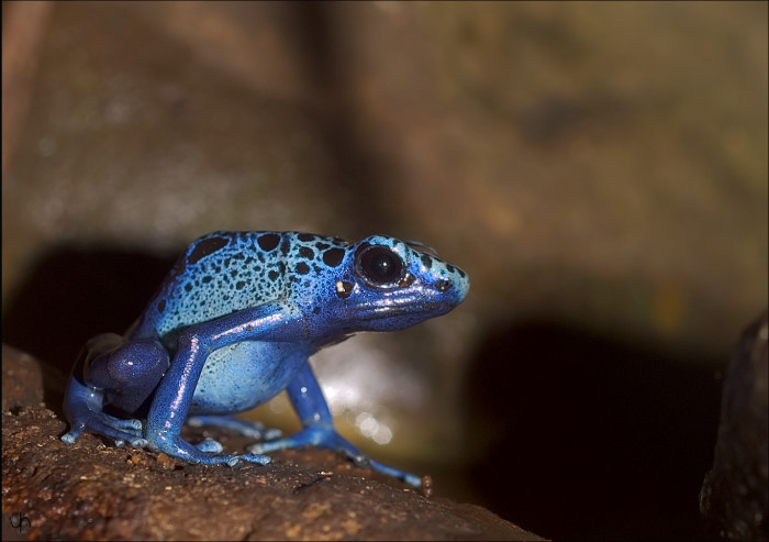Poison Dart Frog