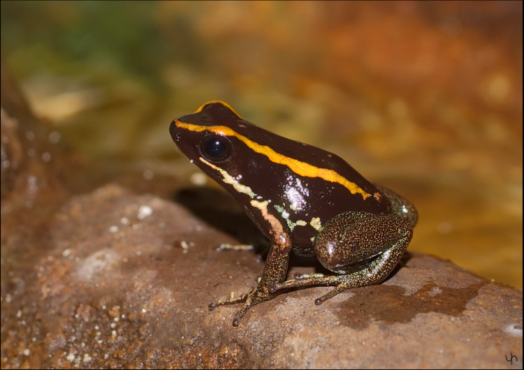 Another Frog