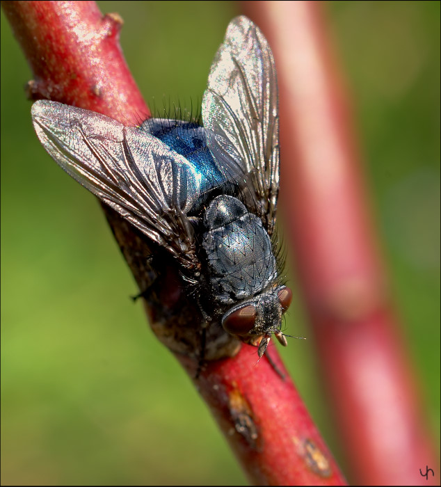 Sunbathing Fly