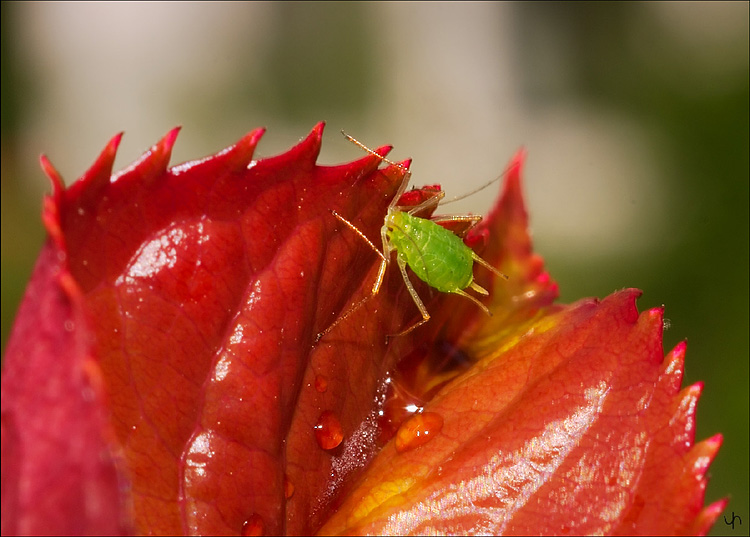 Green Aphid
