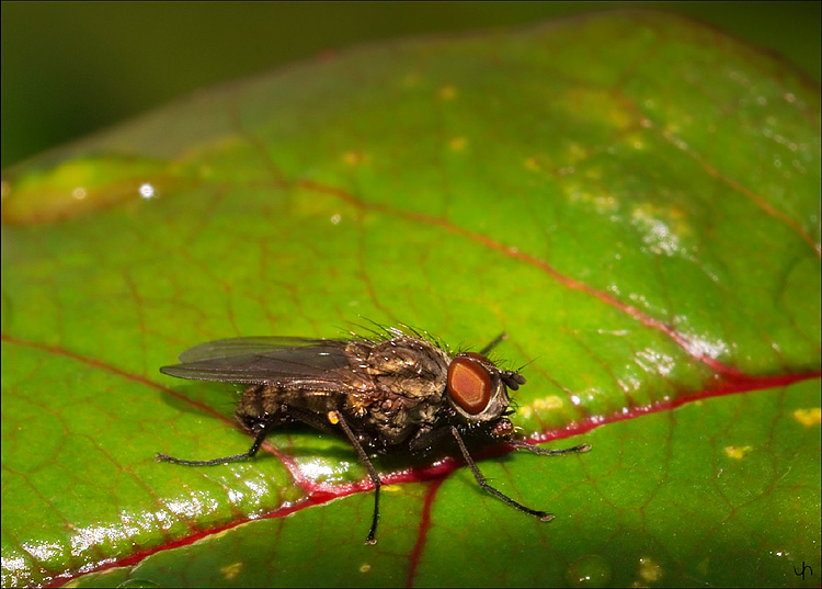 Another Fly