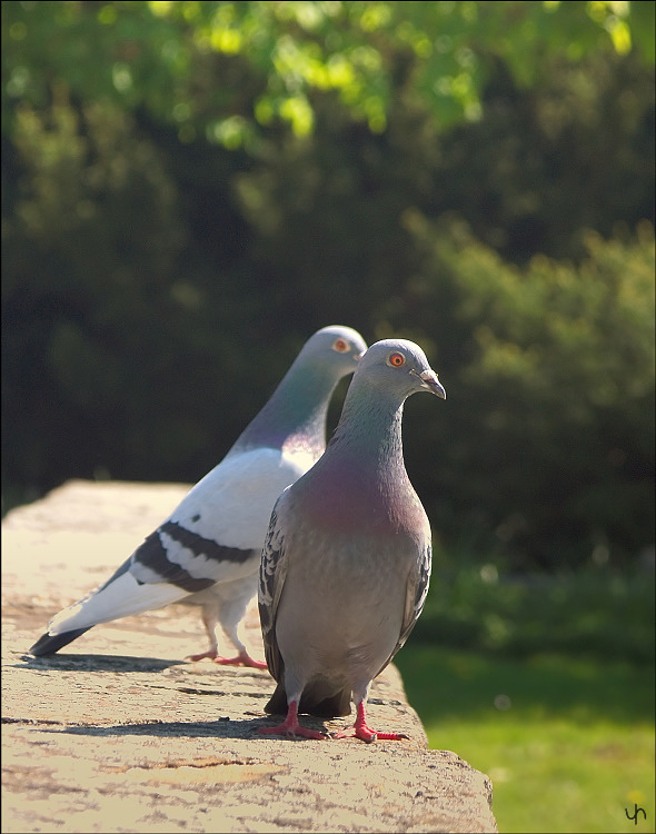 Pidgeon Pair