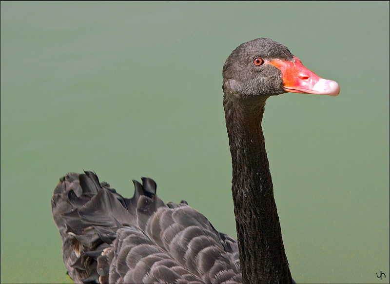 Young Black Swan