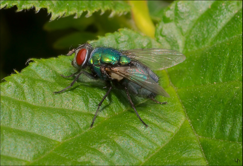 Red Eyes