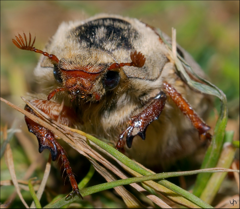 May Beetle 2008