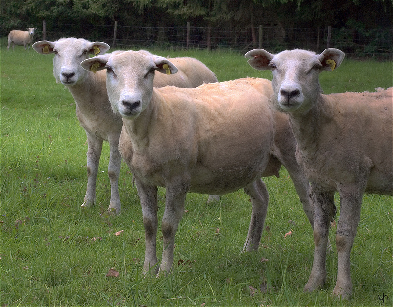 The Sheep Look Up
