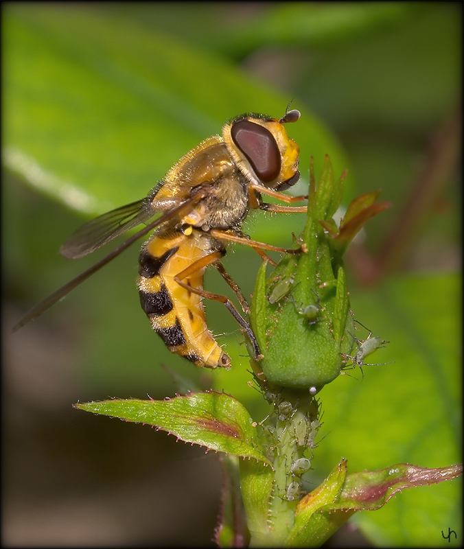 Hoverfly 1004