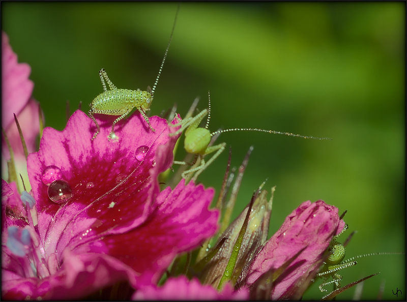 Baby Grasshoppers