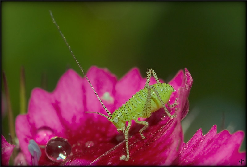 Baby Grasshopper