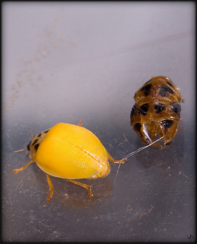 Ladybird's Birth