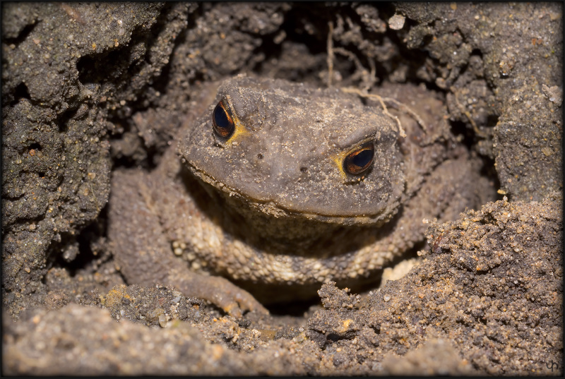 Camouflage