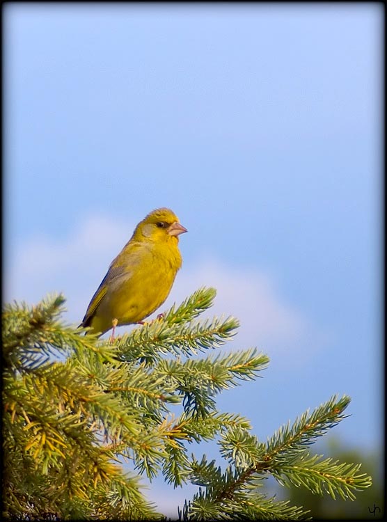 Green Finch