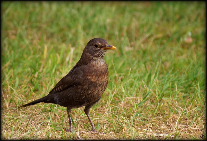 Song Thrush