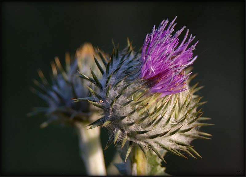 Thistle #2
