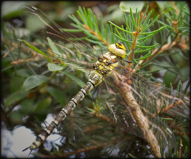 Dragonfly #1