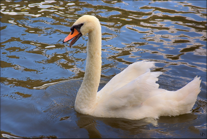 Grumpy Swan