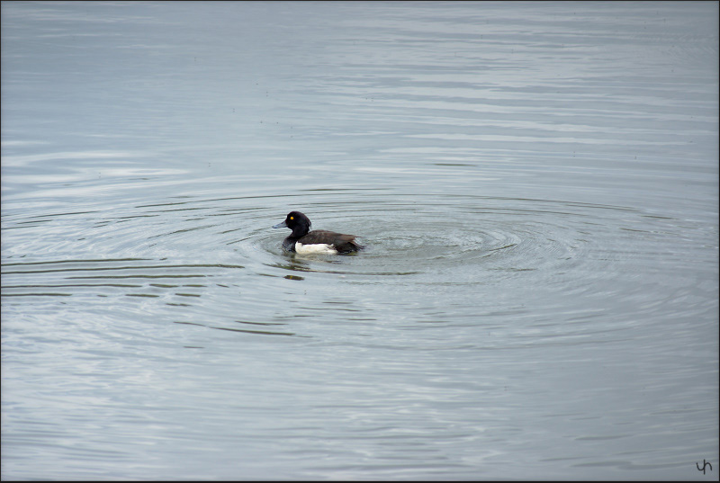 Duck Circle