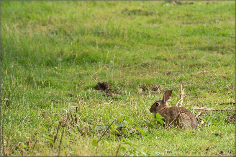 Rabbit