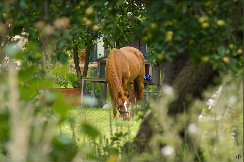 Horse View