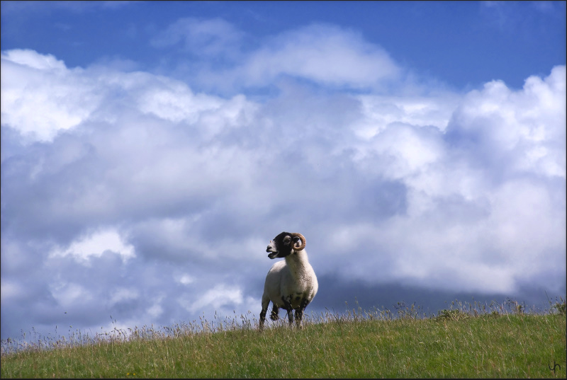 One Sheep
