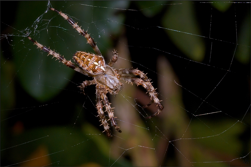 Garden Spider again