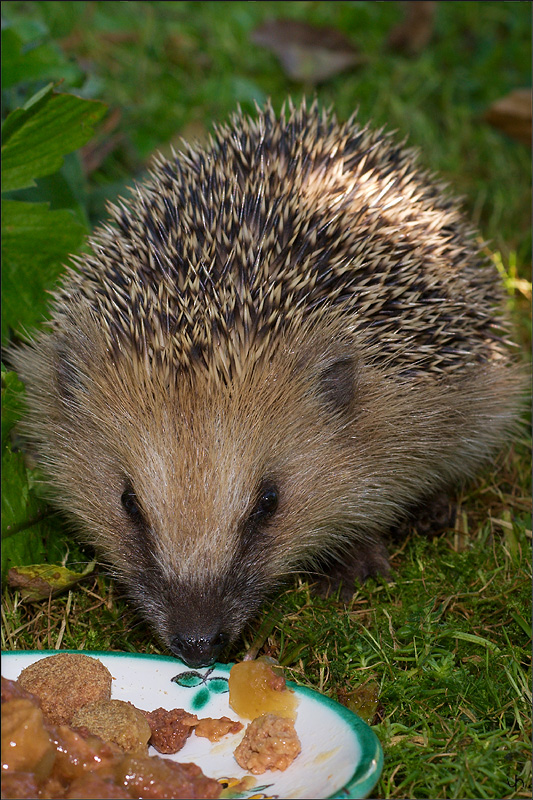 Hedgehog