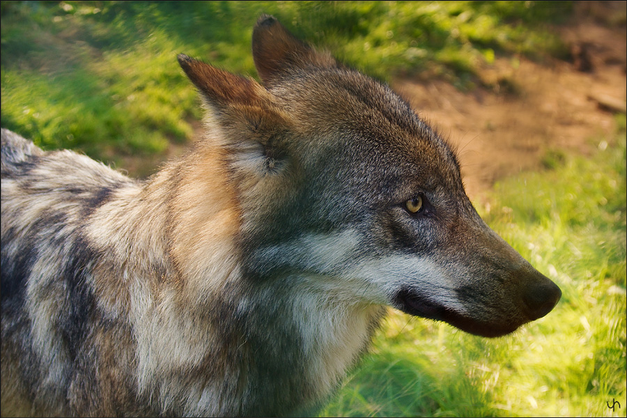 Wolf Lady